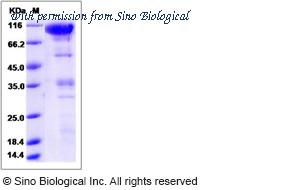 Sino Biological 80211-R02H image 1