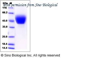 Sino Biological 13073-H15H image 1