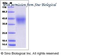 Sino Biological 13750-H08H image 1