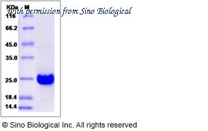 Sino Biological 14366-H07E image 1