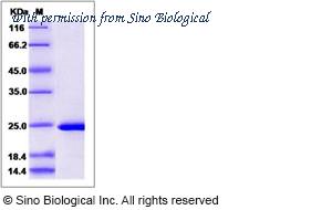 Sino Biological 14418-H07E image 1