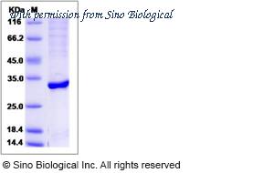 Sino Biological 14439-H07B image 1