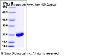 Sino Biological 14559-H07E image 1