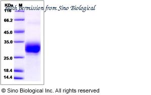 Sino Biological 51049-M08H image 1