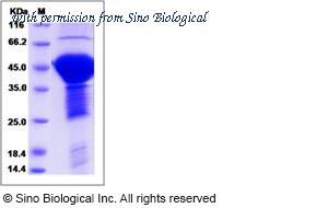 Sino Biological 10058-H07E image 1