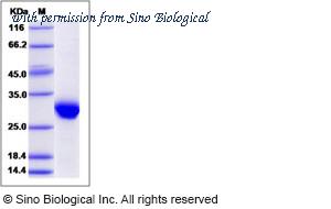 Sino Biological 10686-H07E image 1