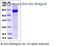 Sino Biological 11981-HNCB image 1