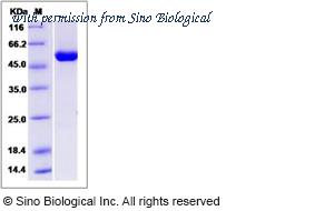 Sino Biological 12856-HNCB image 1