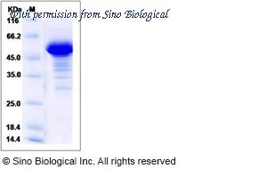 Sino Biological 13642-H09E image 1