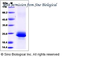 Sino Biological 13648-H08H image 1
