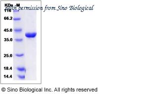 Sino Biological 13921-HNCB image 1