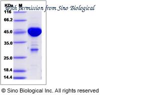 Sino Biological 14016-H09E image 1