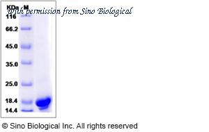 Sino Biological 14144-H07E image 1