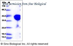 Sino Biological 14196-H07E image 1