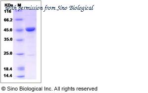 Sino Biological 14270-H07E image 1