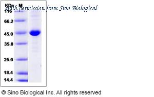 Sino Biological 14415-H07B image 1
