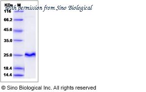 Sino Biological 14552-HNCB image 1