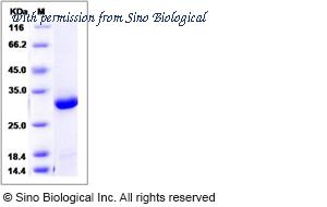 Sino Biological 14562-H07E image 1