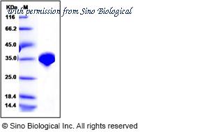 Sino Biological 40067-V07E image 1