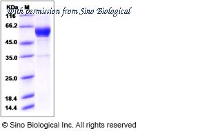 Sino Biological 80392-R01H image 1
