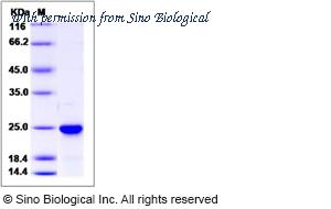 Sino Biological 12073-H07E image 1