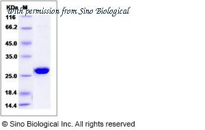 Sino Biological 12406-HNCB image 1