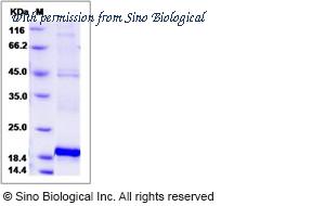 Sino Biological 13726-H08B image 1
