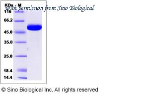 Sino Biological 13957-H07H image 1