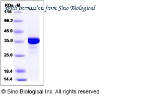 Sino Biological 14175-H07E image 1