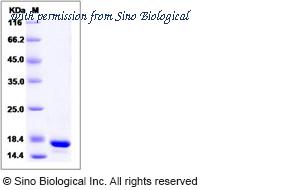 Sino Biological 14568-H07E image 1