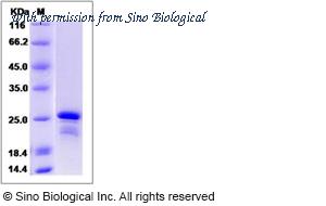 Sino Biological 14569-H07E image 1