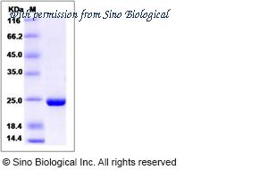 Sino Biological 14583-H07E image 1