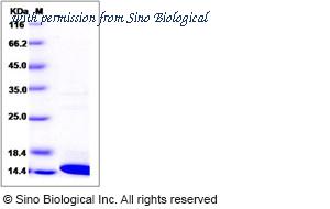 Sino Biological 15660-H07E image 1