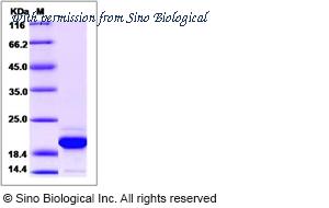 Sino Biological 70100-DNAE image 1