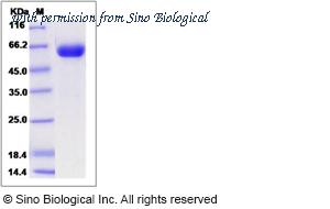 Sino Biological 80109-R08H image 1