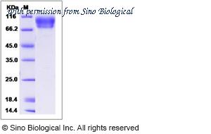 Sino Biological 90169-C08H image 1
