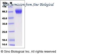 Sino Biological 90227-C08H image 1