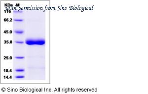 Sino Biological 10563-H07H image 1