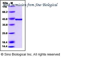Sino Biological 10566-H08S image 1