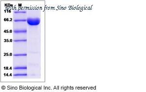 Sino Biological 14564-HNCB image 1
