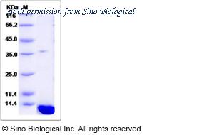 Sino Biological 50228-M07E image 1