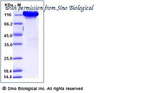 Sino Biological 90292-C02H image 1