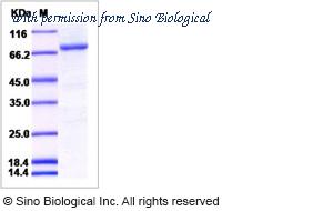 Sino Biological 10578-H08B image 1