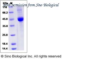 Sino Biological 12192-H02H image 1