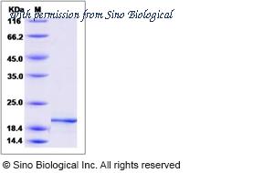 Sino Biological 51000-MNAB image 1