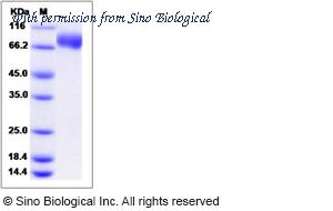 Sino Biological 51074-M08H image 1