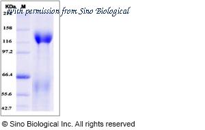 Sino Biological 51092-M08H image 1