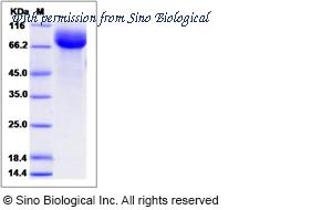 Sino Biological 80242-R02H image 1