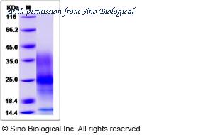 Sino Biological 13451-H08H image 1