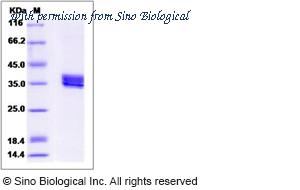 Sino Biological 14030-H07H image 1